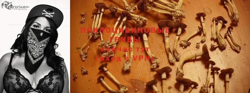 Псилоцибиновые грибы Psilocybine cubensis  Фролово 